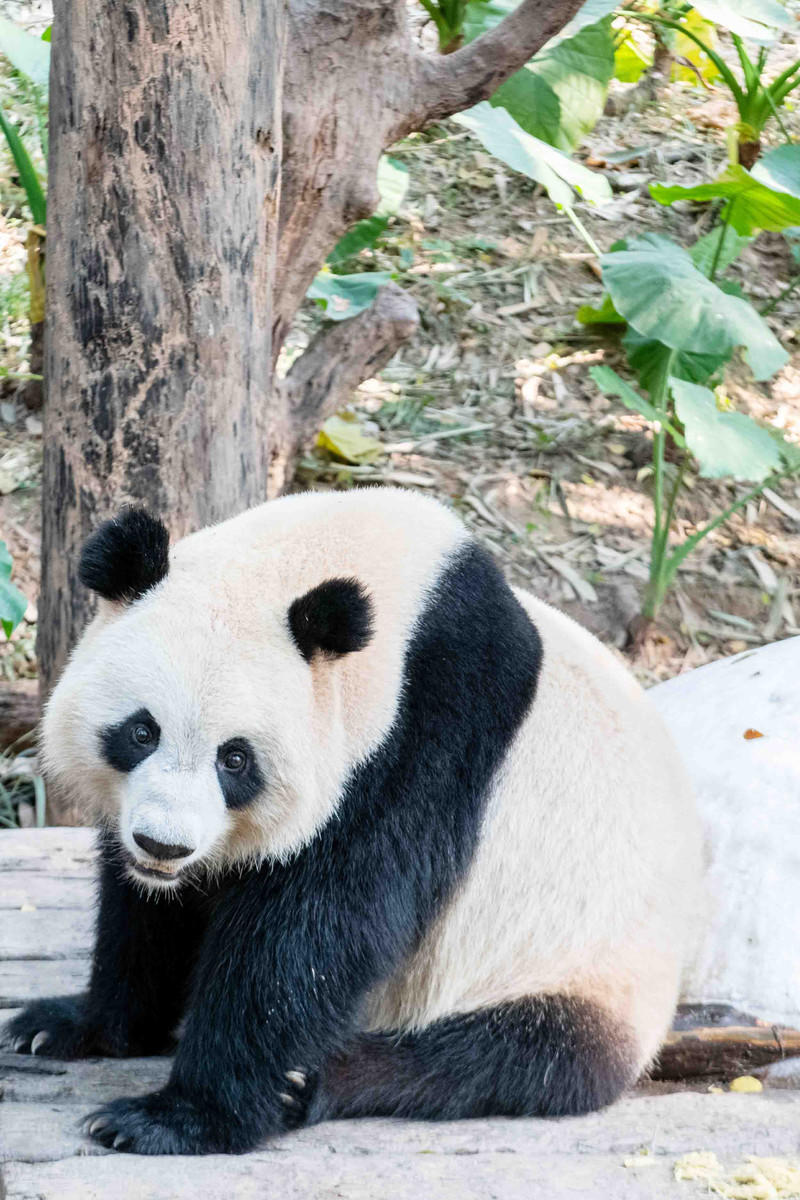 广州长隆野生动物世界旅游攻略,长隆野生动物世界攻略2-3天广州游