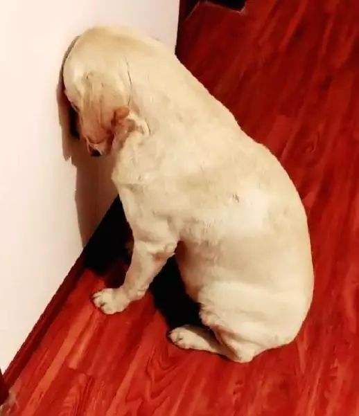 狗狗突然反常在家里大小便,狗狗哪些奇怪行为