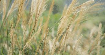 散文漫步乡间小路,散文阅读吟风