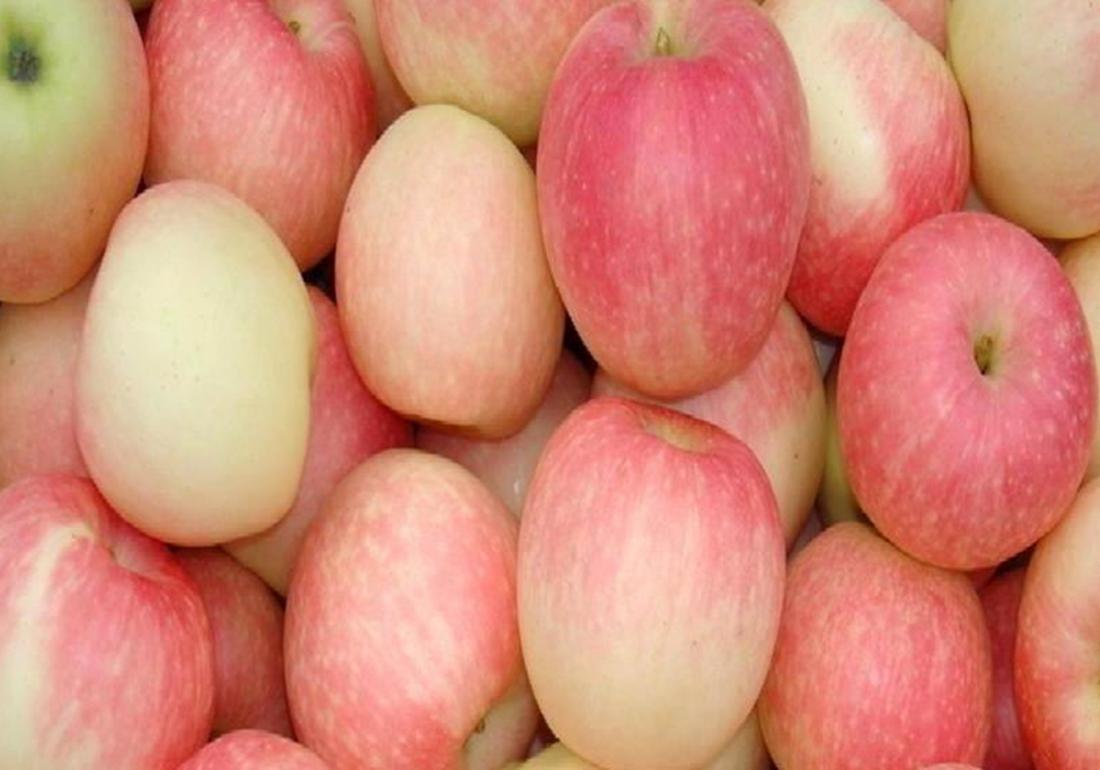 苹果老树管理技术,苹果树太旺直立生长怎么处理