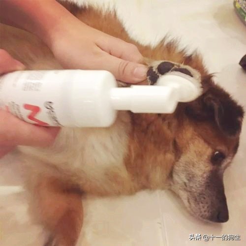 狗的爪爪可以不剪吗,狗的爪子有多厉害