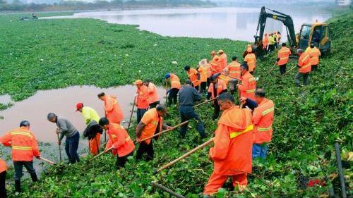 水葫芦入侵杂草,水葫芦的弱点太好笑