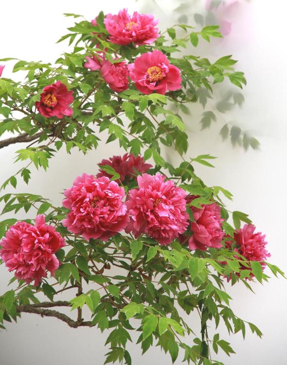 家里养的富贵花让你养几年才会开,客厅富贵花大全