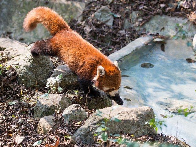 成都网红旅行攻略,四川成都新津最新网红打卡景点