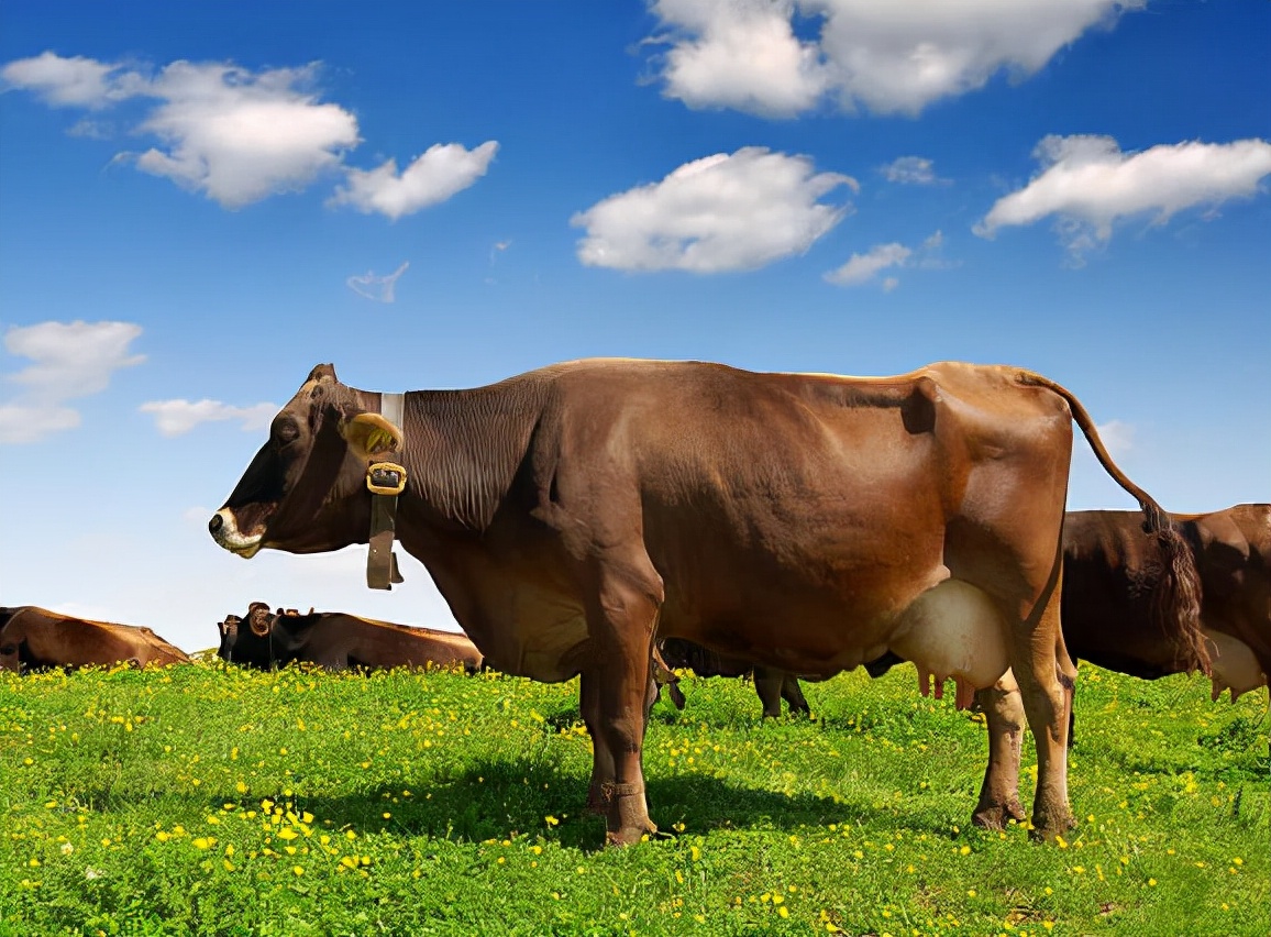 母牛怀孕多少天生母牛,母牛怀孕有什么表现和状态