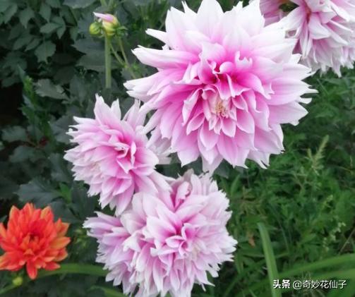 大丽花冬季养护，做到这几点，可以让它轻松安全越冬