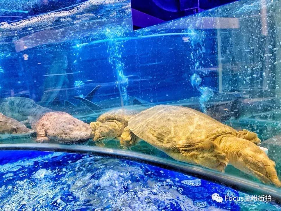 兰州好吃又实惠的海鲜,兰州值得推荐海鲜店