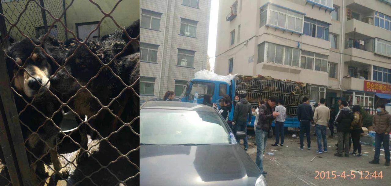 藏獒破灭高原上万流浪狗成灾,藏獒泡沫往事从东方神犬到流浪狗