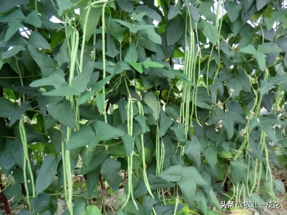 豇豆花叶病毒病用什么农药,豇豆病毒病可以治吗