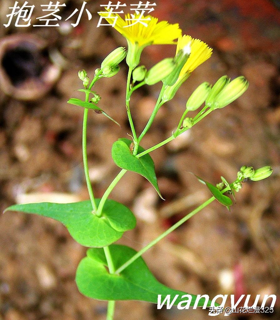 野生菊苣的辨认与图片,野菜苦菜识别方法