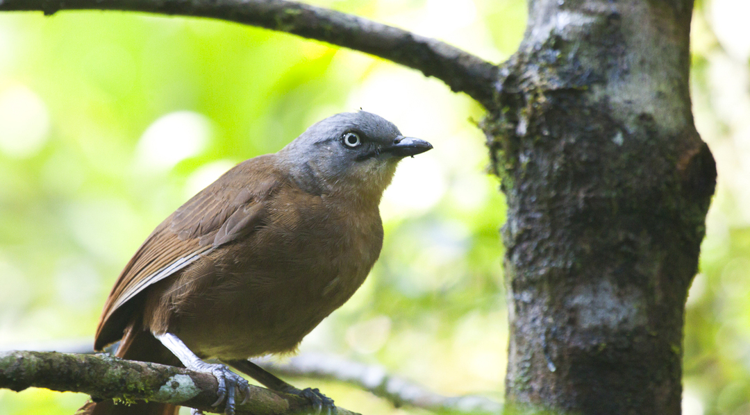 画眉鸟叫声沙哑能不能养,画眉鸟不唱大叫