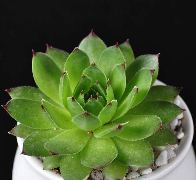 多肉观音莲的习性介绍,观音莲茎的习性