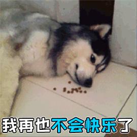 狗狗细小大便颜色及症状,狗狗被细小感染多久出现症状