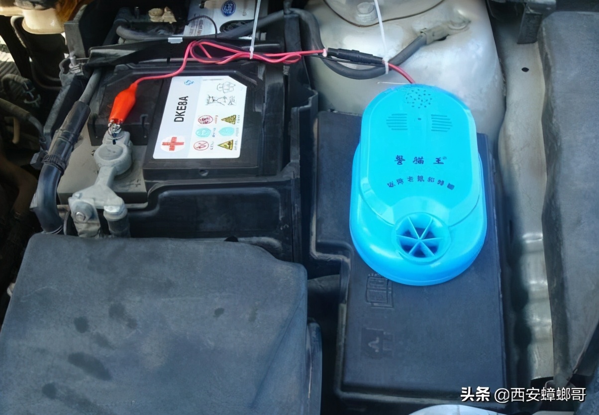 汽车如何防老鼠防猫,汽车发动机舱防猫最好的办法