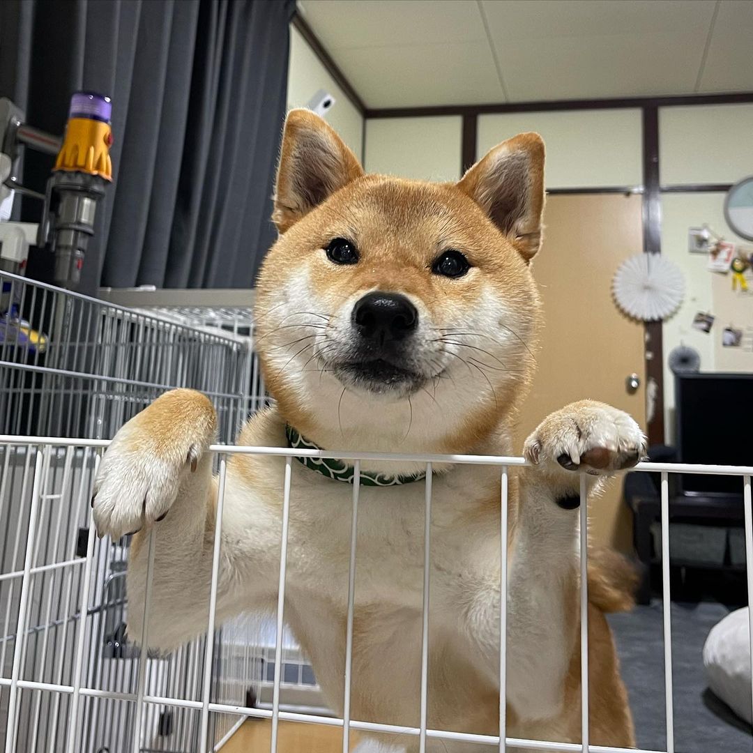 犬证办理,犬证办理流程网上