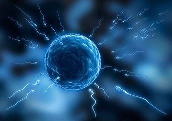 肥胖对生殖健康的危害,肥胖对女性妊娠的影响