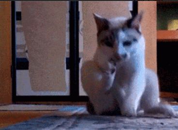 猫咪肛门腺到底要不要挤？这几种情况你得知道