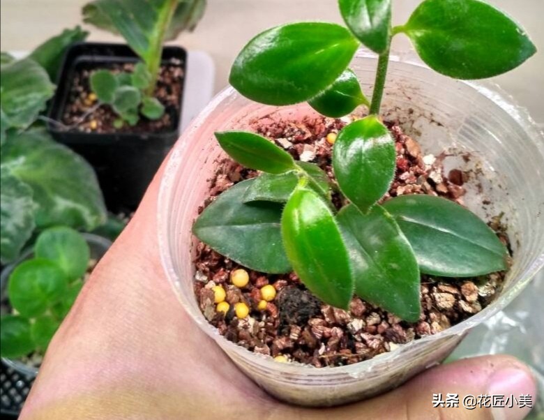 口红吊兰怎么养才能更旺盛视频,口红吊兰叶子发黄掉落是怎么回事