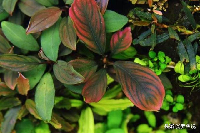 鱼缸造景什么水草好养,鱼缸造景不需要二氧化碳的水草