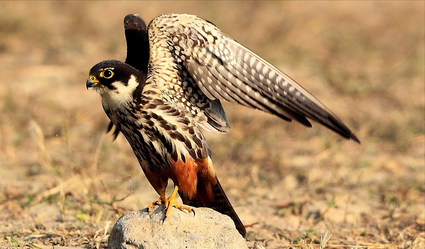 东江揽胜,惠州淡水常见鸟类图谱