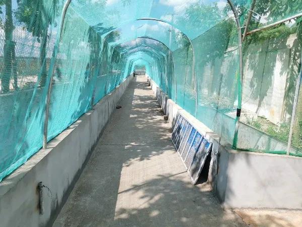 100头母猪发展到2000头需要多久,回望二十年养猪之路