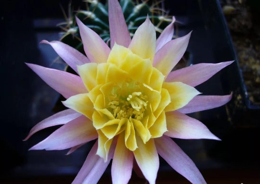 100种仙人球花图片,100种仙人球的品种视频