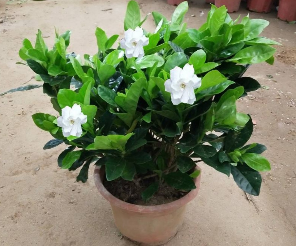 秋季怎样养栀子花结花苞,栀子花秋天为什么黄叶