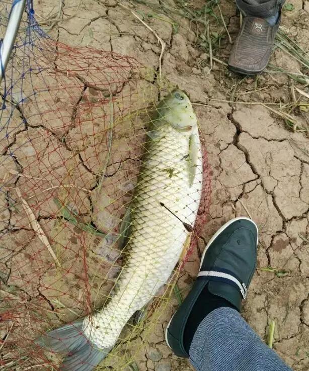 农村养殖一年赚20万的项目,赚钱最快的农村养殖项目