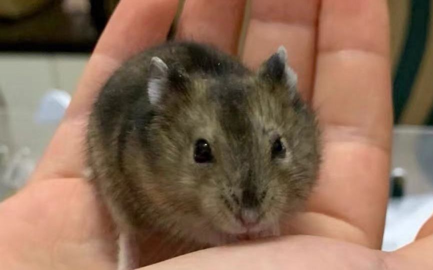 仓鼠养殖大户,仓鼠养殖场自家养殖