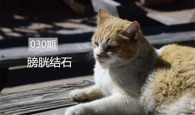 公猫排尿困难？可能是“膀胱结石”在作怪…