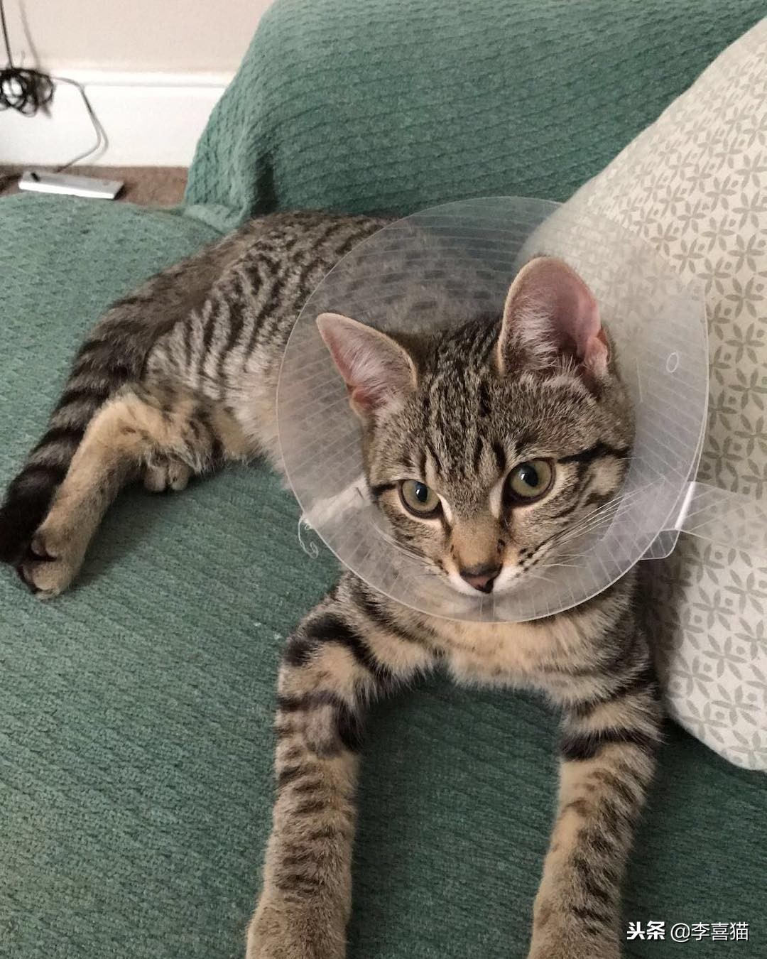 猫咪做完绝育有什么要注意的,猫咪绝育术后消炎药