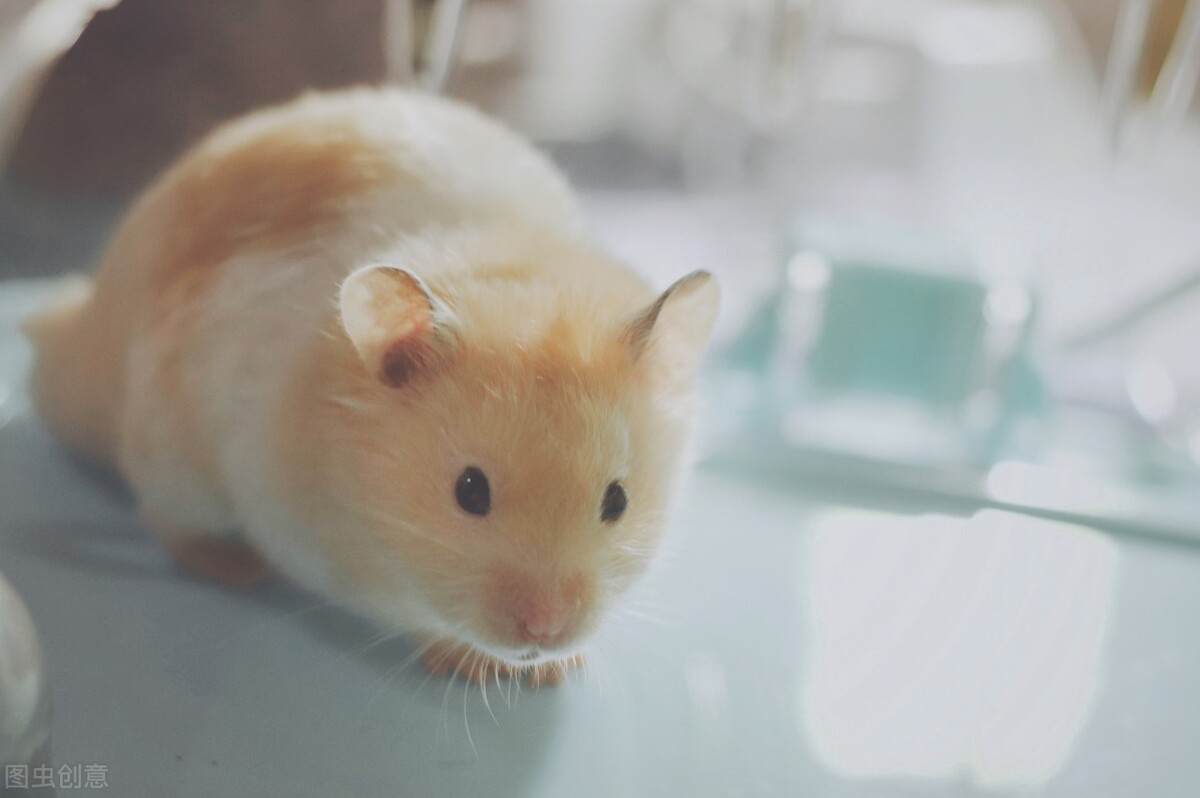 金丝熊一直咬笼子为什么,金丝熊为什么一直在咬笼子