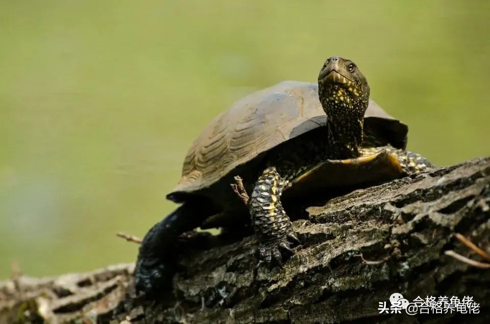 橄榄油能用于龟背甲么,龟的背甲怎么护理