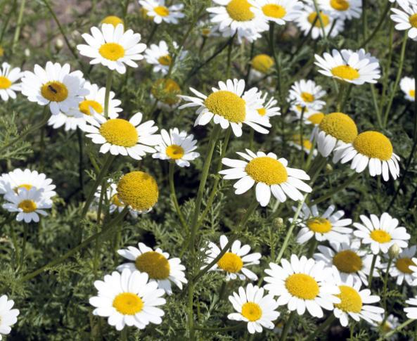 哪些花比较好养又不容易生虫,什么花不爱生虫生病好养