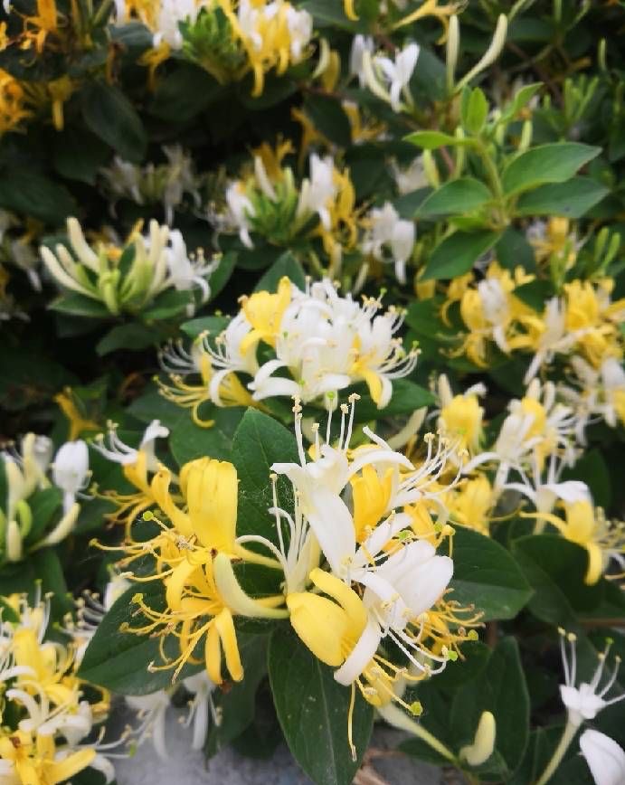 金银花怎么养成盆景,盆栽金银花养殖方法