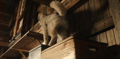 二哈多哥极限逃跑,多哥为什么跟其他哈士奇不一样