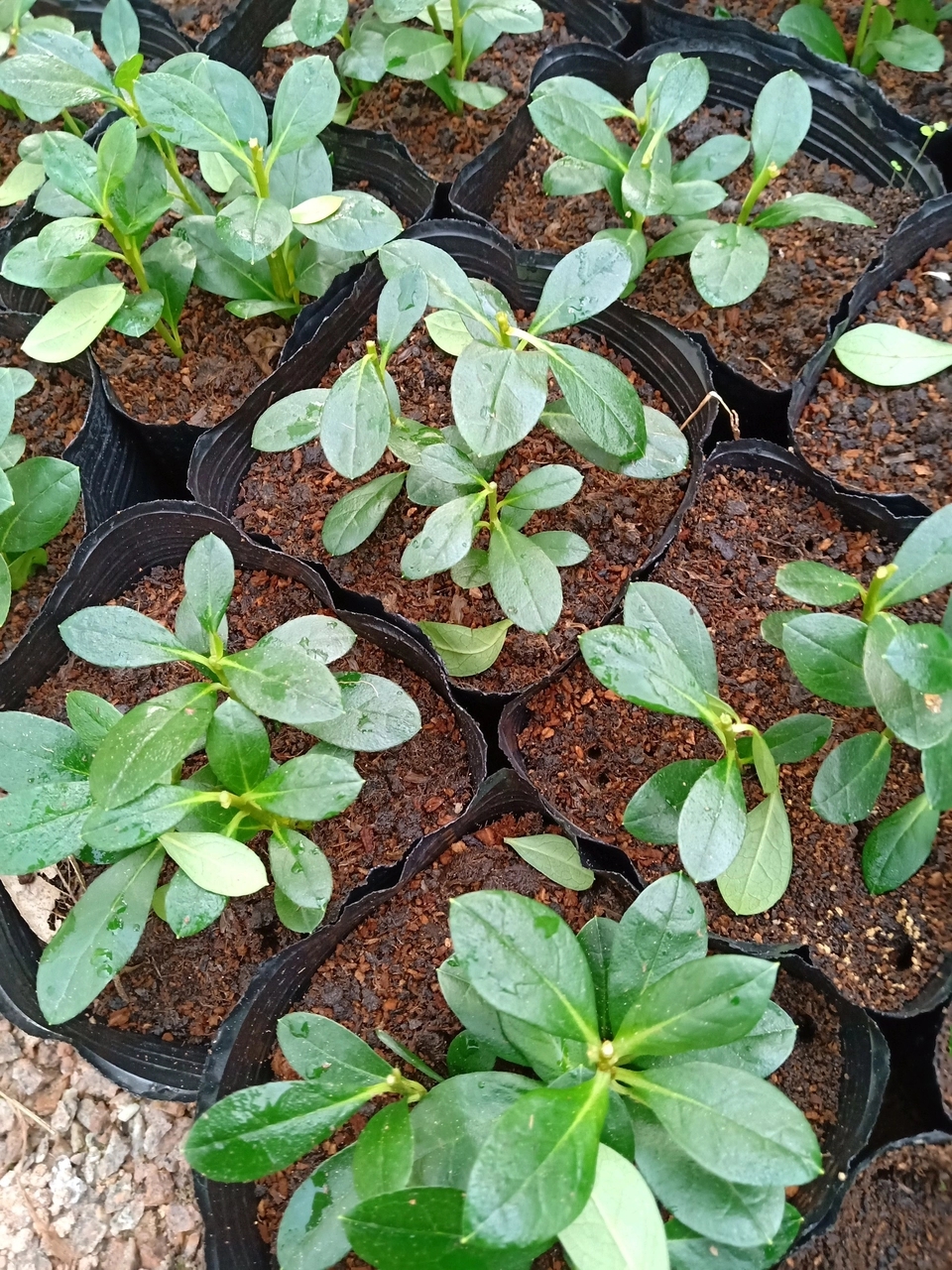 秋天扦插花苗,秋天扦插的小苗