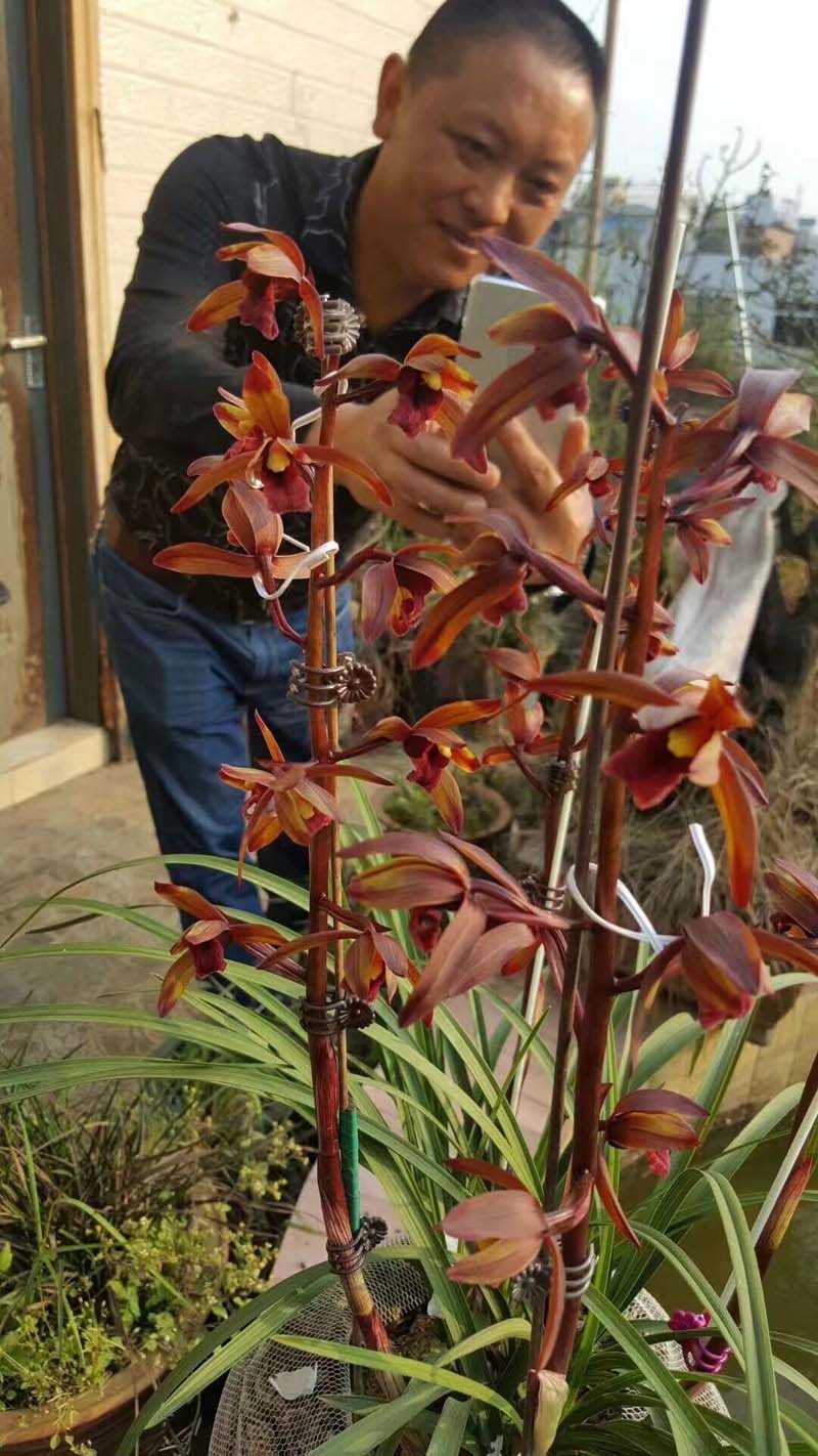 如何提高蕙兰发芽率,怎样提高兰草的发芽率