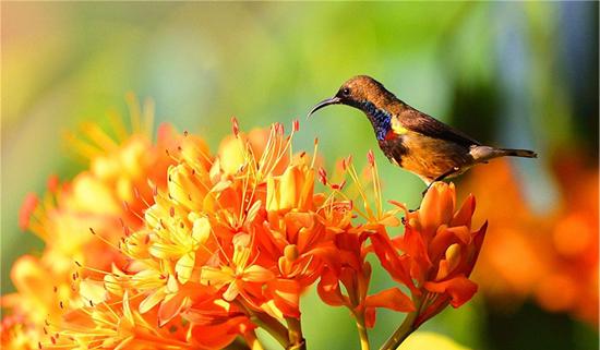 无忧花苗多少钱一棵,无忧花最新价格