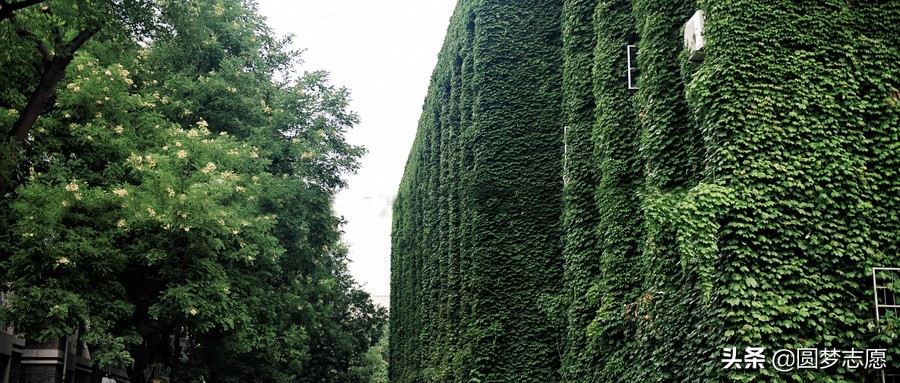 北大本部瞧不起医学部,北大医学部和北大医学院