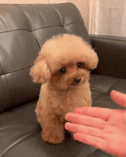 边牧狗和泰迪外观有什么区别,最聪明的边牧狗狗视频