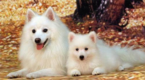 萨摩耶一喝水就咳嗽,萨摩耶咳嗽软便