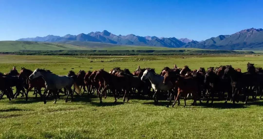 描写甘肃的爆火文章,一篇文章了解甘肃