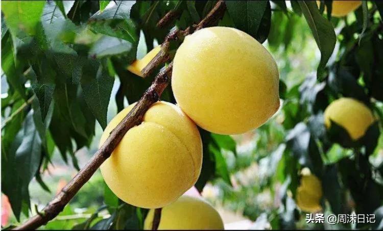 沂蒙山黄油桃4.5斤,早熟的黄油桃