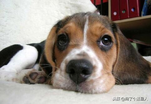 小狗吃多了怎么补救,小狗一次吃多了怎么办