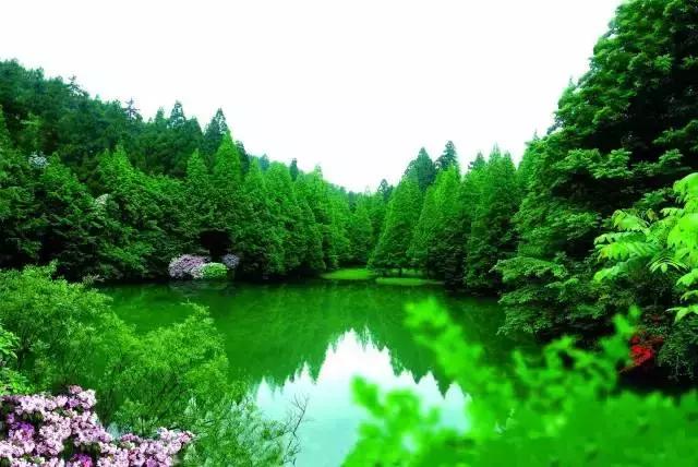 四月芳菲尽黄山杜鹃始盛开,人间四月芳菲尽高山杜鹃始盛开图