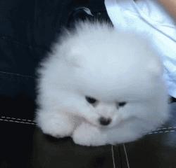 可爱呆萌的小奶狗视频,可爱可奶呆萌的小奶狗