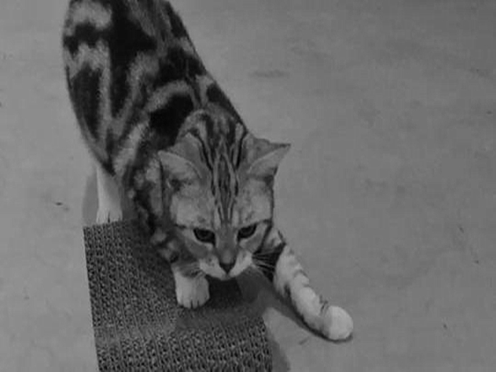 家里养猫的味道大还是狗的味道大,家里养猫太脏大便太臭