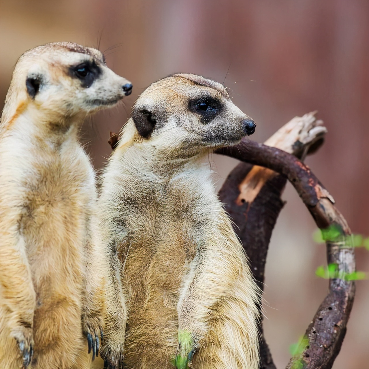 哪里的森林破坏最严重,8个破坏森林资源问题严重地区