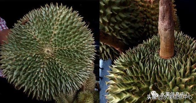泰国最好的榴莲是什么榴莲,泰国榴莲与越南榴莲